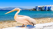 Celestial Adriatico (14 Dias)